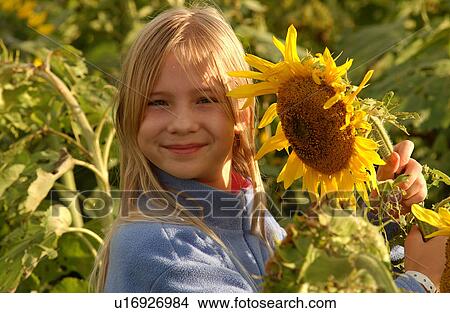 Sunflowers in prairie fields View Large Photo Image Picture - Sunflowers in prairie fields. Fotosearch