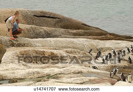 Stock Photo - Tourists Watching Penguins. Fotosearch