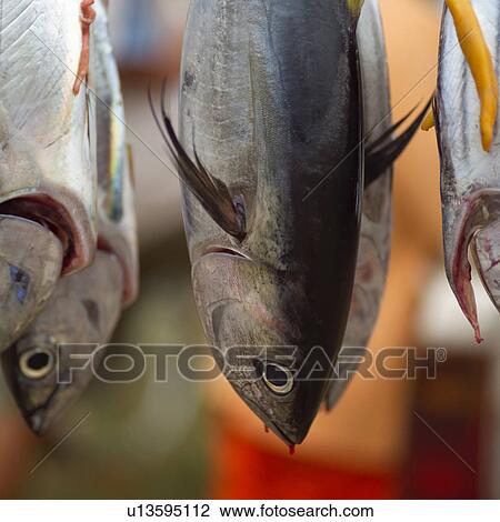 Fish Hanging at Moorea in Tahiti View Large Photo Image Stock Image - Fish Hanging at Moorea in Tahiti. Fotosearch