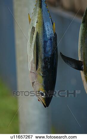 Stock Photo - Fish hanging from a rack. Fotosearch