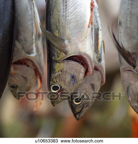 Fish Hanging on Display View Large Photo Image Stock Image - Fish Hanging on Display. Fotosearch