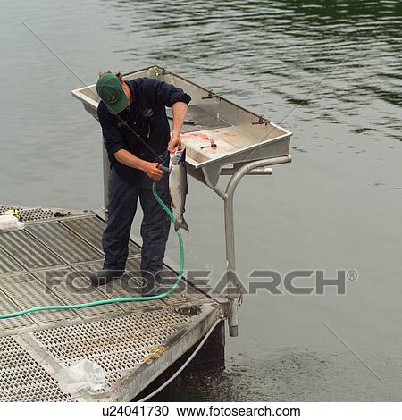 Fisherman washing his fish at dock View Large Photo Image Stock Image - Fisherman washing his fish at dock. Fotosearch