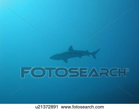 Underwater view of a reef shark View Large Photo Image Stock Image - Underwater view of a reef shark. Fotosearch