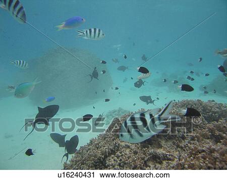 Underwater view of small fishes, Moorea, Tahiti, French Polynesia, South Pacific View Large Photo Image Stock Image - Underwater view of small fishes, Moorea, Tahiti, French Polynesia, South Pacific. Fotosearch