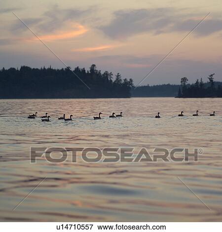 Ducks on Lake View Large Photo Image Stock Photo - Ducks on Lake. Fotosearch