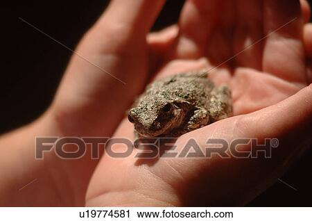 Hands holding a frog View Large Photo Image Stock Image - Hands holding a frog. Fotosearch