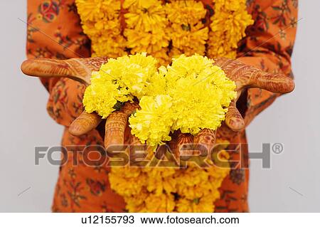 Mid section view of a woman holding Marigolds View Large Photo Image Stock Image - Mid section view of a woman holding Marigolds. Fotosearch