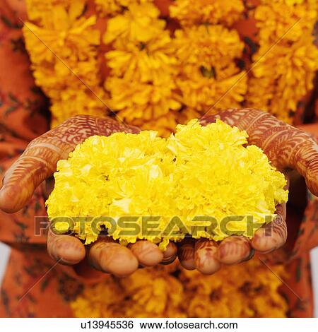 Stock Photograph - Mid section view of a woman holding Marigolds. Fotosearch