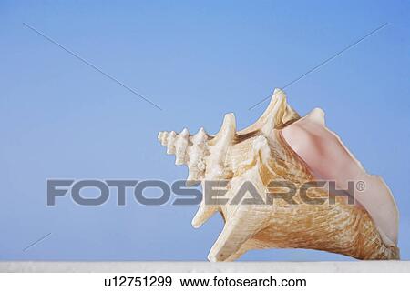 Stock Photo - Conch shell. Fotosearch