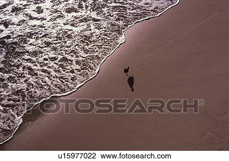 Herring Gull On Sandy Beach View Large Photo Image Stock Image - Herring Gull On Sandy Beach. Fotosearch