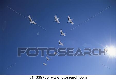 Stock Image - A Blue Sky And A Japanese Crane. Fotosearch