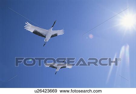A Blue Sky And A Japanese Crane View Large Photo Image Stock Photo - A Blue Sky And A Japanese Crane. Fotosearch