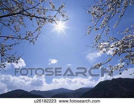 Cherry Blossom View Large Photo Image Stock Image - Cherry Blossom. Fotosearch