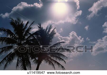 Stock Photo - Coconut Palms Against Sky. Fotosearch