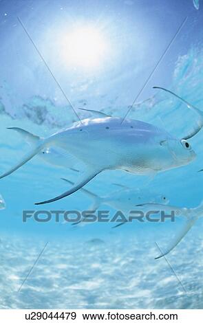 Stock Photo - Fish. Fotosearch