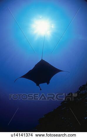 Picture - Giant Manta Rays. Fotosearch
