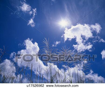Japanese Pampas Grass View Large Photo Image Stock Image - Japanese Pampas Grass. Fotosearch