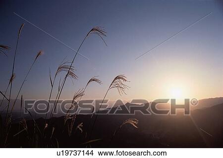 Pampas Grass And Mountains View Large Photo Image Picture - Pampas Grass And Mountains. Fotosearch