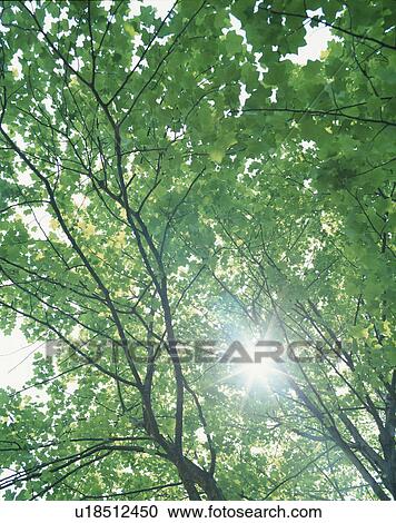 Stock Image - Sunlight Through Branches. Fotosearch