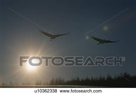 Stock Photo - The Setting Sun And A Japanese Crane. Fotosearch