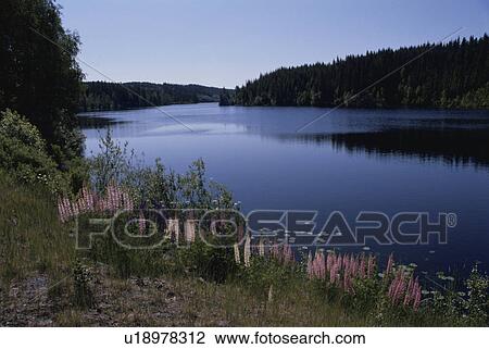 A Forest And A Lake View Large Photo Image Stock Image - A Forest And A Lake. Fotosearch