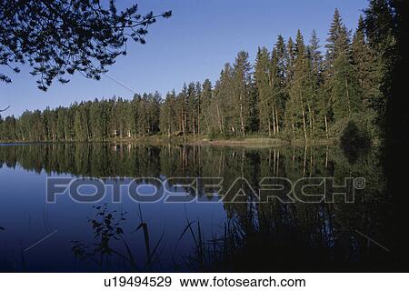 A Forest And A Lake View Large Photo Image Stock Photo - A Forest And A Lake. Fotosearch