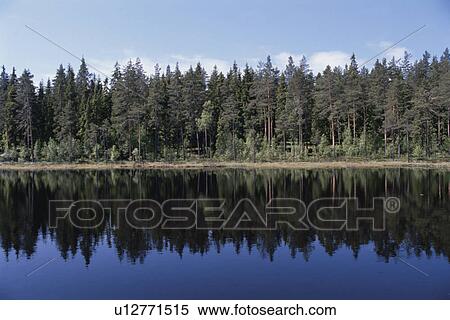 A Forest And A Lake View Large Photo Image Stock Photography - A Forest And A Lake. Fotosearch