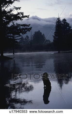 A Misty Puddle And A Dog View Large Photo Image Stock Image - A Misty Puddle And A Dog. Fotosearch