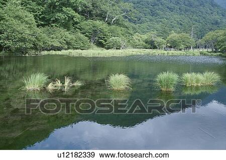 A Pond View Large Photo Image Stock Photo - A Pond. Fotosearch