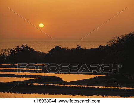 Picture - A Rice Field And The Setting Sun. Fotosearch