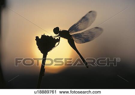Stock Image - Dragonfly At Sunrise. Fotosearch