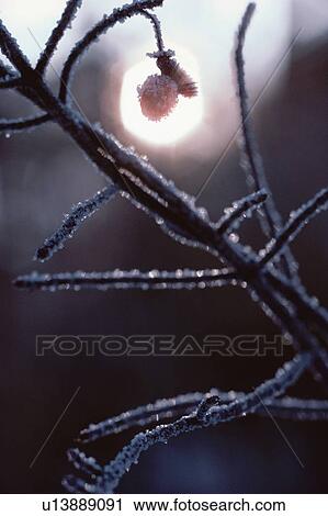 Stock Image - Frost On Branch. Fotosearch