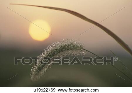 Setaria Viridis At Sunrise View Large Photo Image Stock Photo - Setaria Viridis At Sunrise. Fotosearch