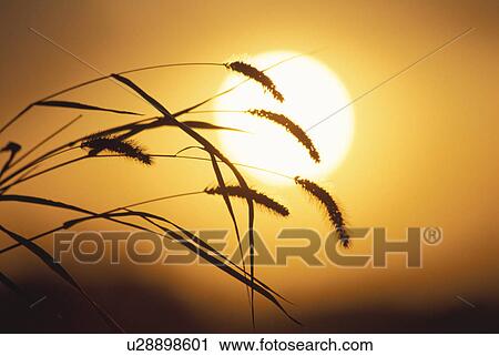 Stock Image - Setting Sun. Fotosearch