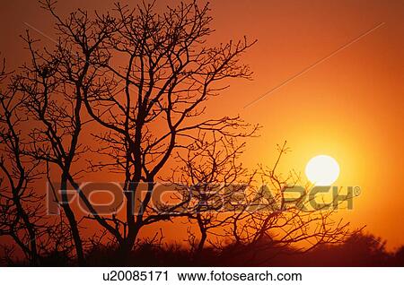 Stock Image - Silhouetted Tree In Sunset. Fotosearch