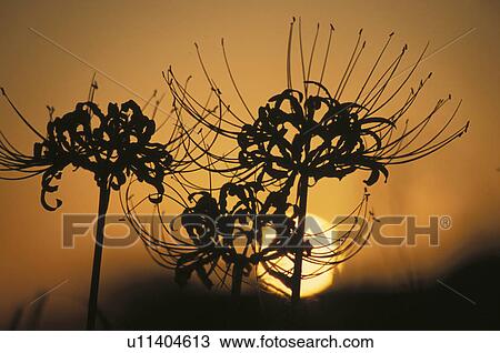 Spider Lily At Sunset View Large Photo Image Stock Image - Spider Lily At Sunset. Fotosearch