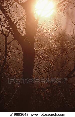 Sun Behind Branches View Large Photo Image Stock Photo - Sun Behind Branches. Fotosearch