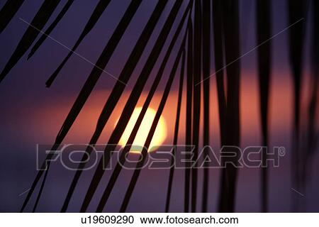 The Setting Sun And Coconut View Large Photo Image Stock Image - The Setting Sun And Coconut. Fotosearch