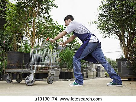 Male Florist Pushing Plants on Trolley View Large Photo Image Picture - Male Florist Pushing Plants on Trolley. Fotosearch