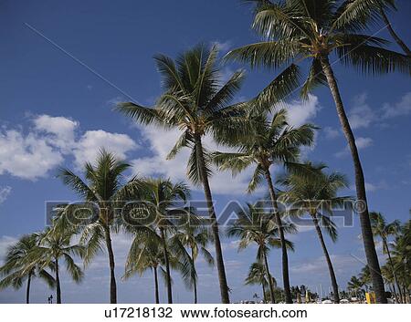 Coconut Tree View Large Photo Image Stock Image - Coconut Tree. Fotosearch