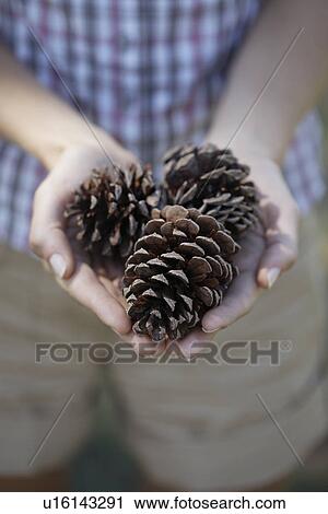 Stock Image - Pine cones in woman's hands. Fotosearch