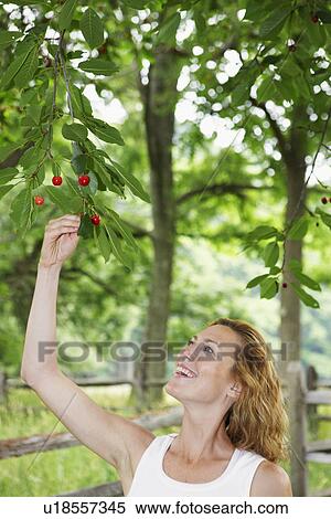 Stock Photography - Woman picking cherries. Fotosearch