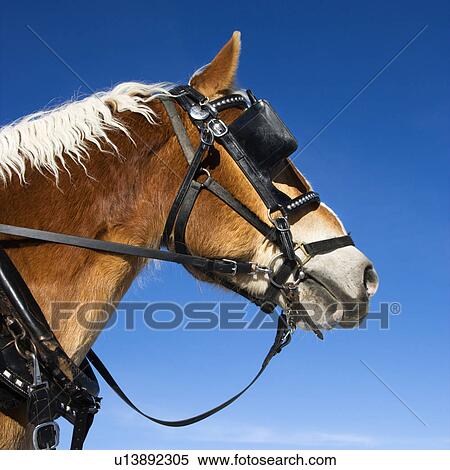 Side view of draft horse wearing bridle and blinders. View Large Photo Image Stock Photography - Side view of draft horse wearing bridle and blinders.. Fotosearch