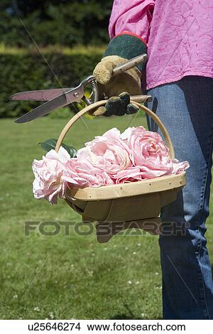 Close up of basket with cut roses View Large Photo Image Picture - Close up of basket with cut roses. Fotosearch