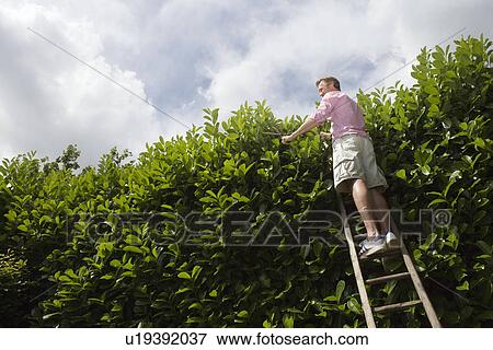 Stock Photo - Man on ladder trimming hedge. Fotosearch