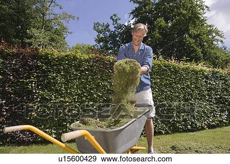 Man putting cut grass in wheelbarrow View Large Photo Image Stock Photo - Man putting cut grass in wheelbarrow. Fotosearch