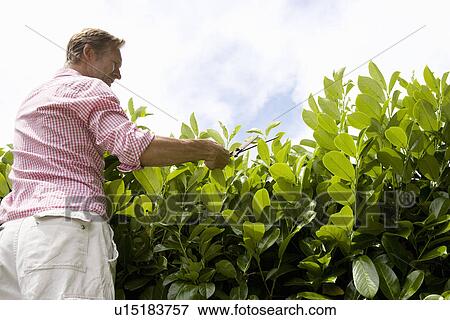 Stock Photo - Man trimming hedge. Fotosearch