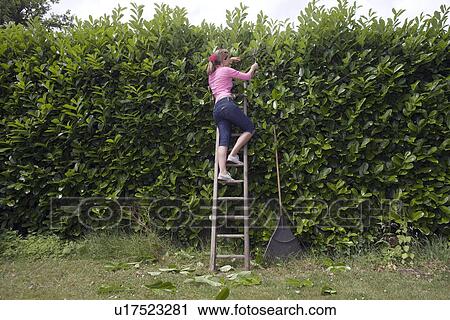 Women on ladder trimming hedge View Large Photo Image Stock Image - Women on ladder trimming hedge. Fotosearch