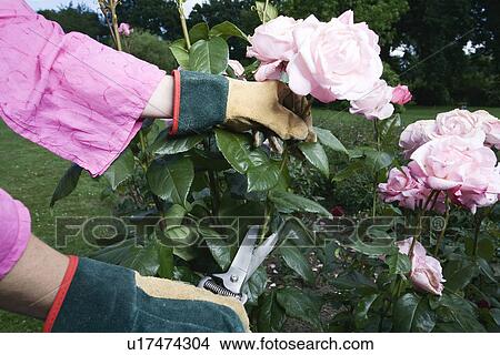 Women pruning roses View Large Photo Image Picture - Women pruning roses. Fotosearch