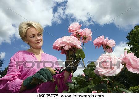 Stock Photography - Women pruning roses. Fotosearch